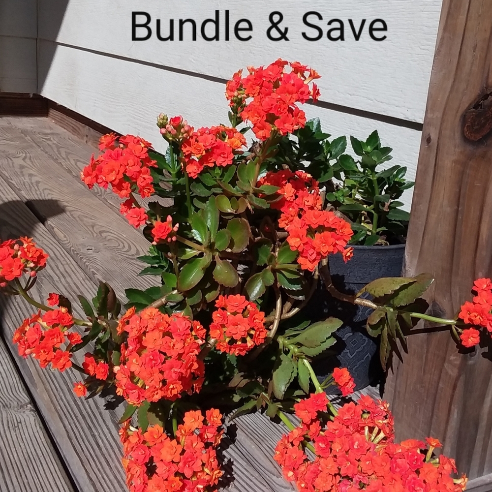 Bundle and Save